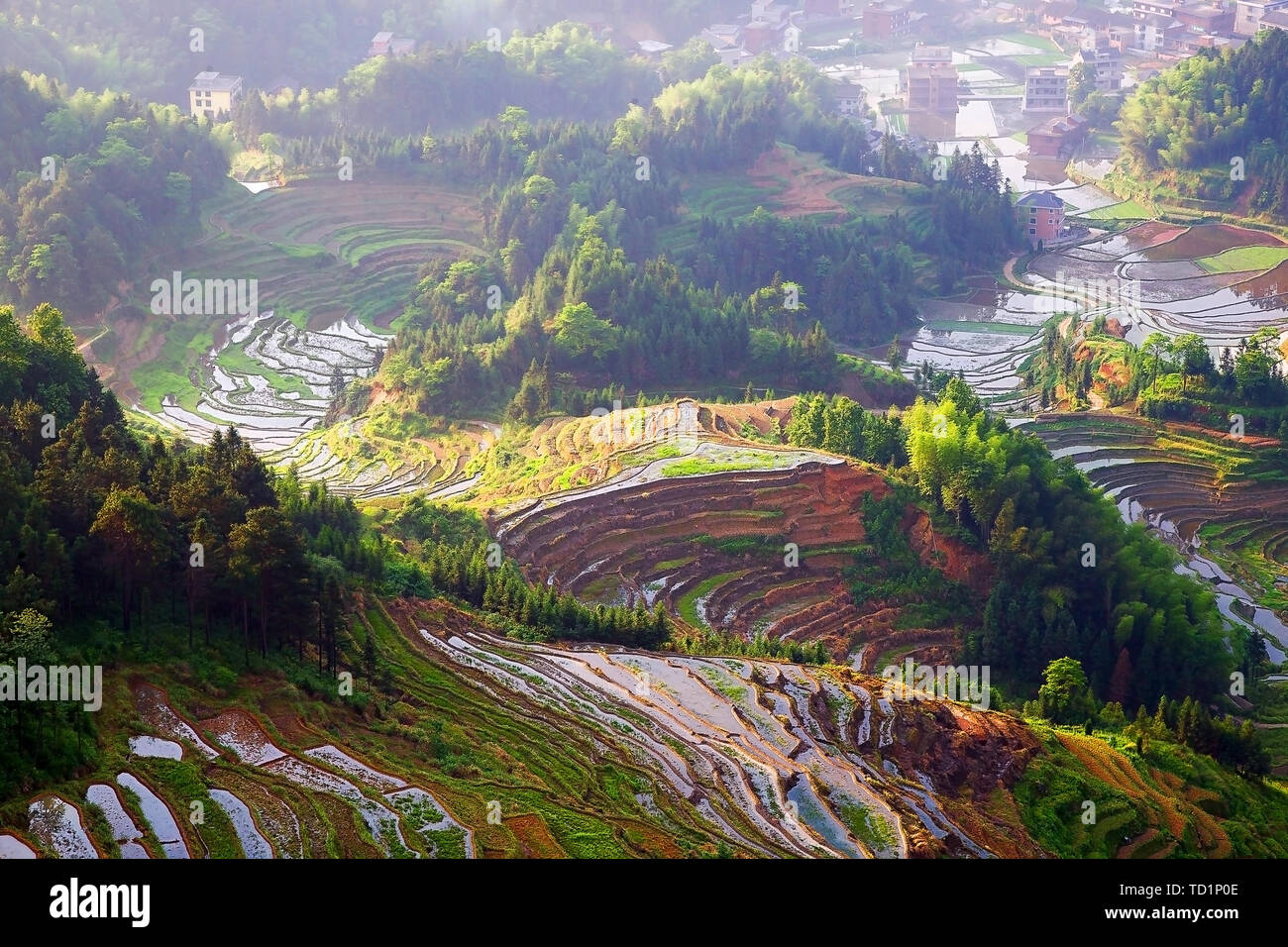 Purple Magpie terraced scenery in Shuiche Town, Xinhua County, Loudi City, Hunan Province. Stock Photo