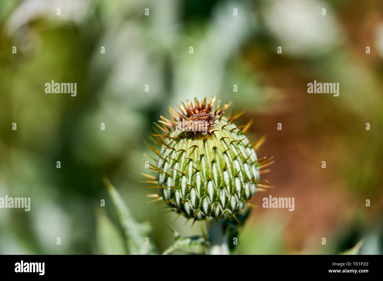 Macro of colorful Paracantha fruit fly on the Cirsium texanum bud Stock Photo