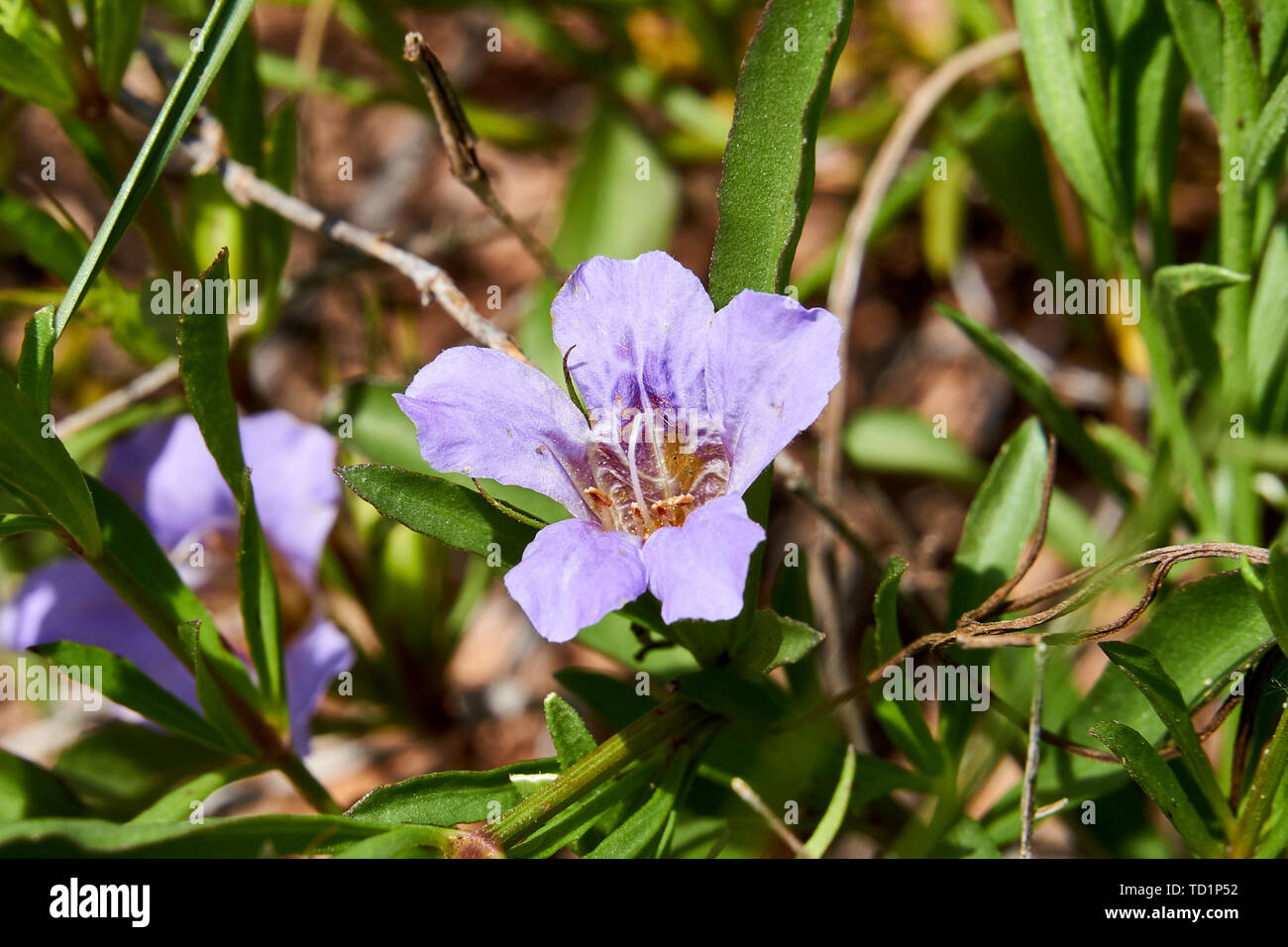 Macro Close up of Snake herb Narrowleaf dyschoriste (Dyschoriste linearis) Wildflower Texas Stock Photo
