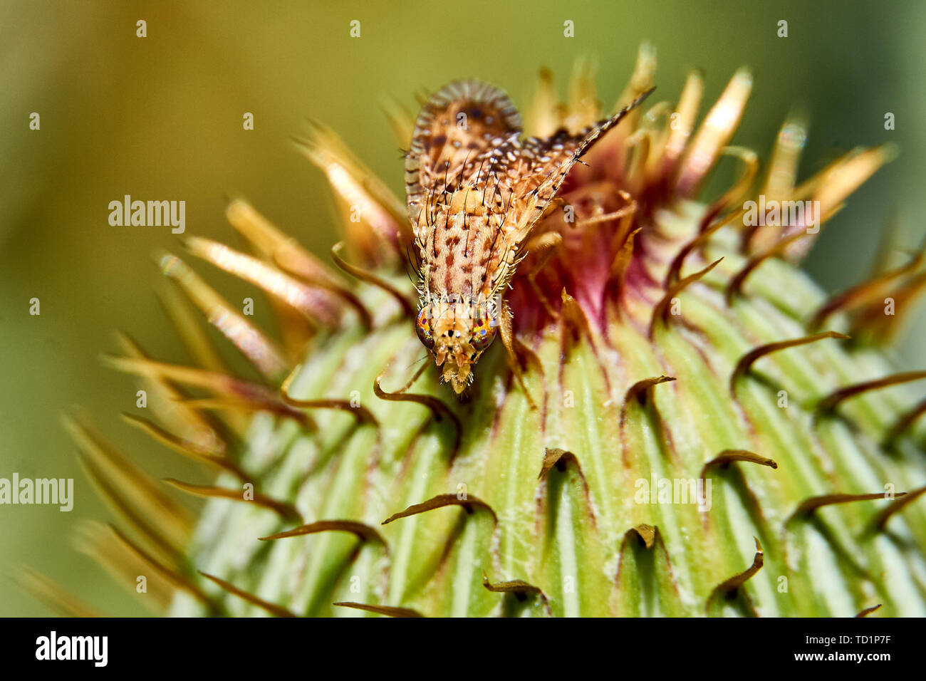 Macro of colorful Paracantha fruit fly on the Cirsium texanum bud Stock Photo