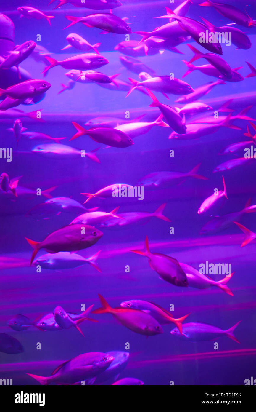 Many fish in the pink aquarium Stock Photo - Alamy