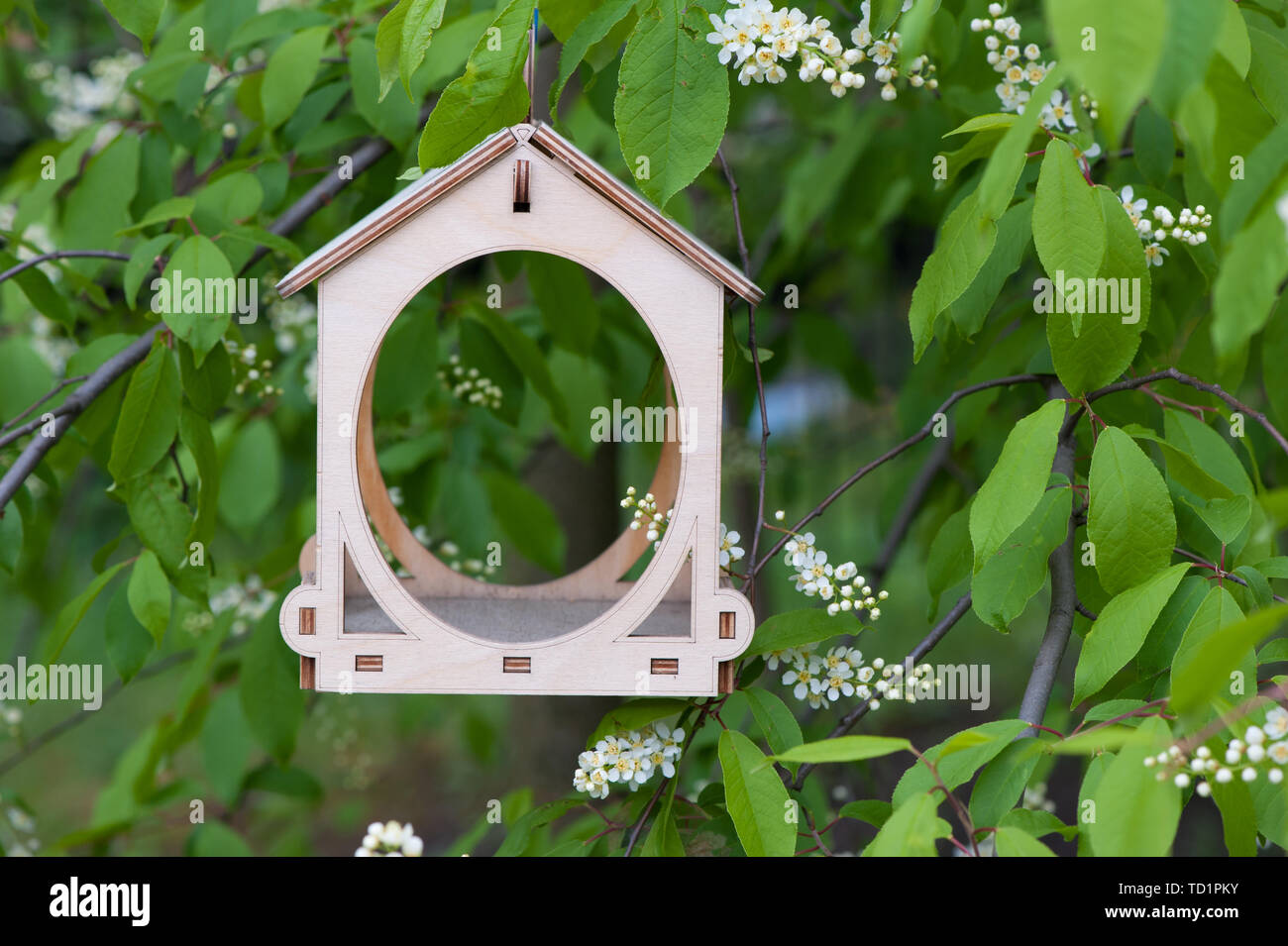 Wooden bird feeder on the bird cherry tree Stock Photo