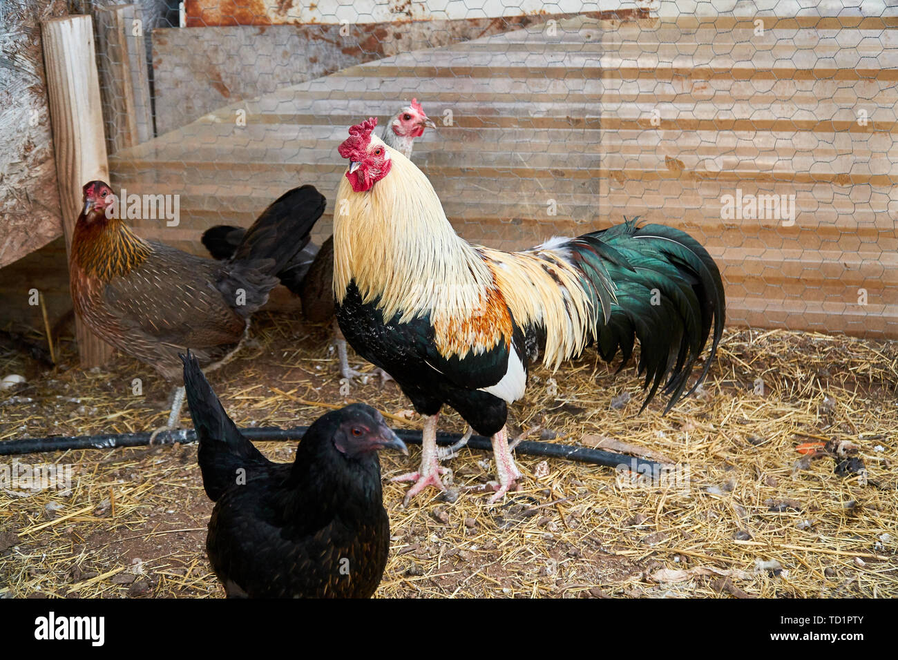 Majestic golden duckwing rooster cock special breed rare Cubalaya Stock Photo