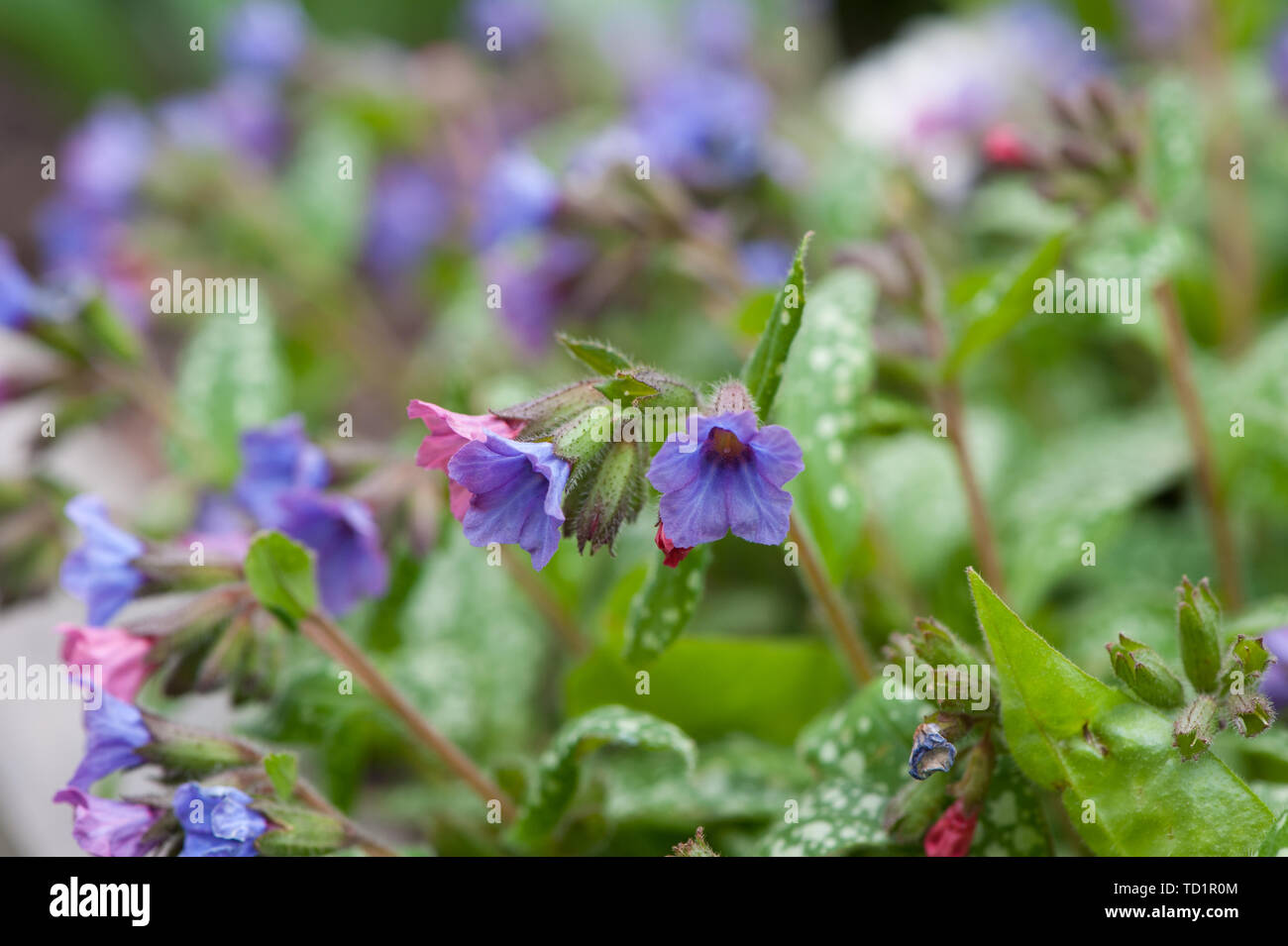 Lungwort Flowers (Pulmonaria Officinalis). Violet Lungwort flowers (also known as Our Lady's Milk Drops or Common Lungwort) close-up Stock Photo