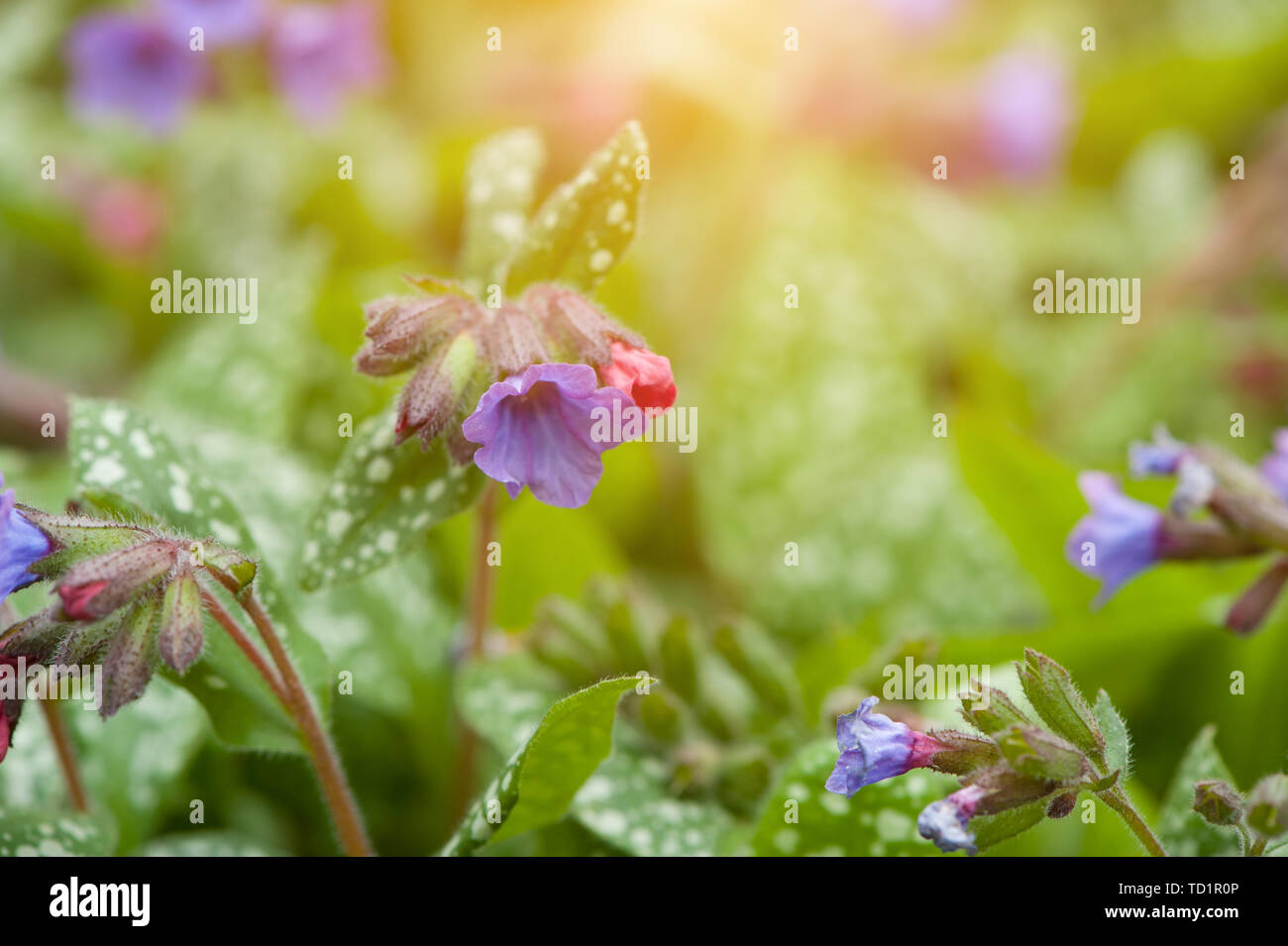 Lungwort Flowers (Pulmonaria Officinalis). Violet Lungwort flowers (also known as Our Lady's Milk Drops or Common Lungwort) close-up Stock Photo