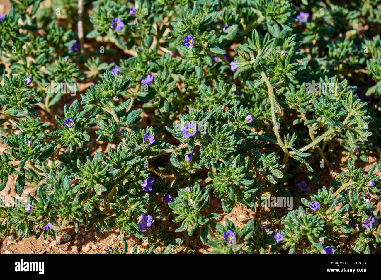 Sea heath, Frankenia pulverulenta L. Growing wild in West Central Texas Stock Photo