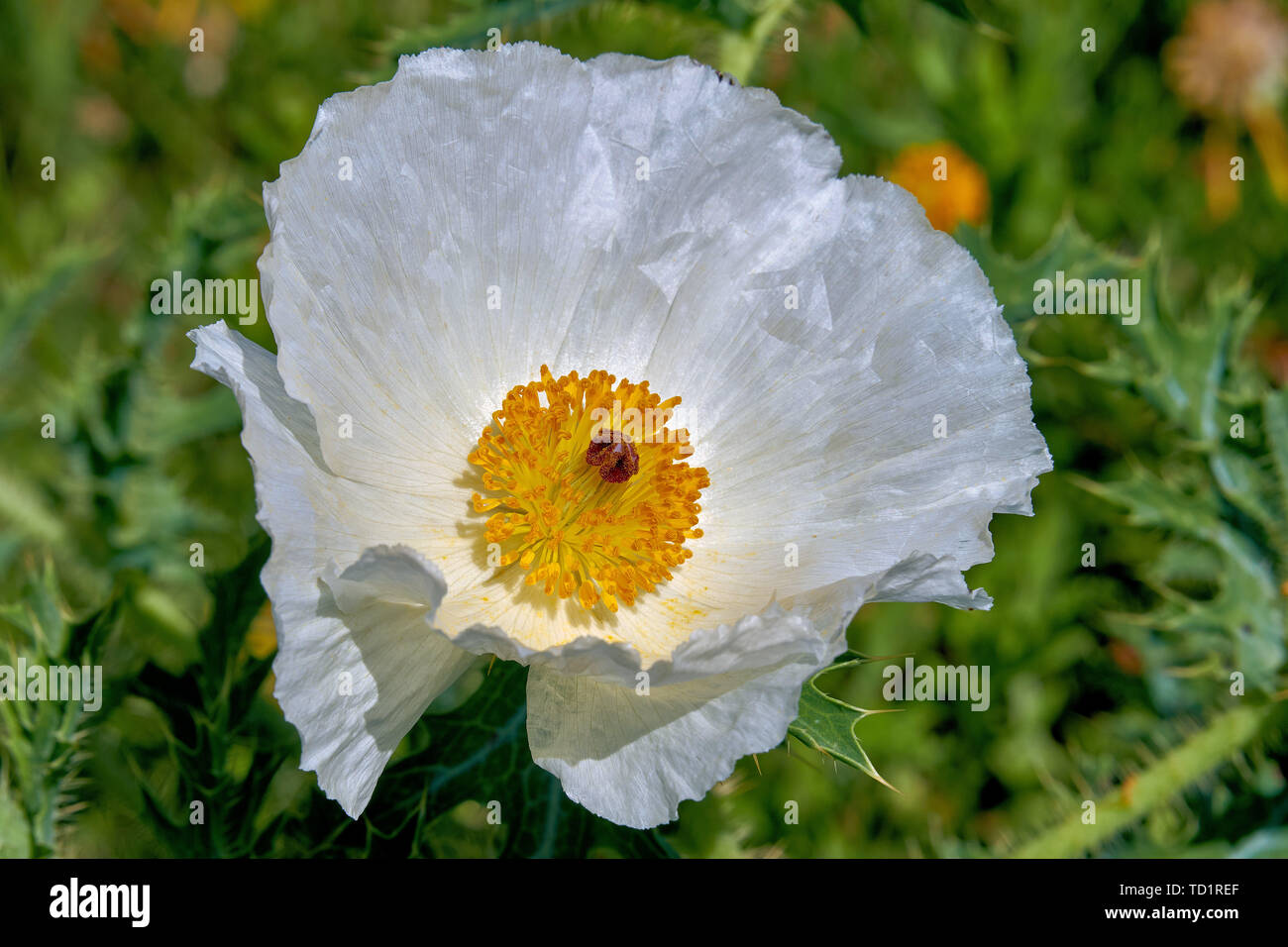 Isolated Macro of Beautiful White Prickly Poppy (Argemone albiflora) (Texas Bull Nettle). Close Up Stock Photo