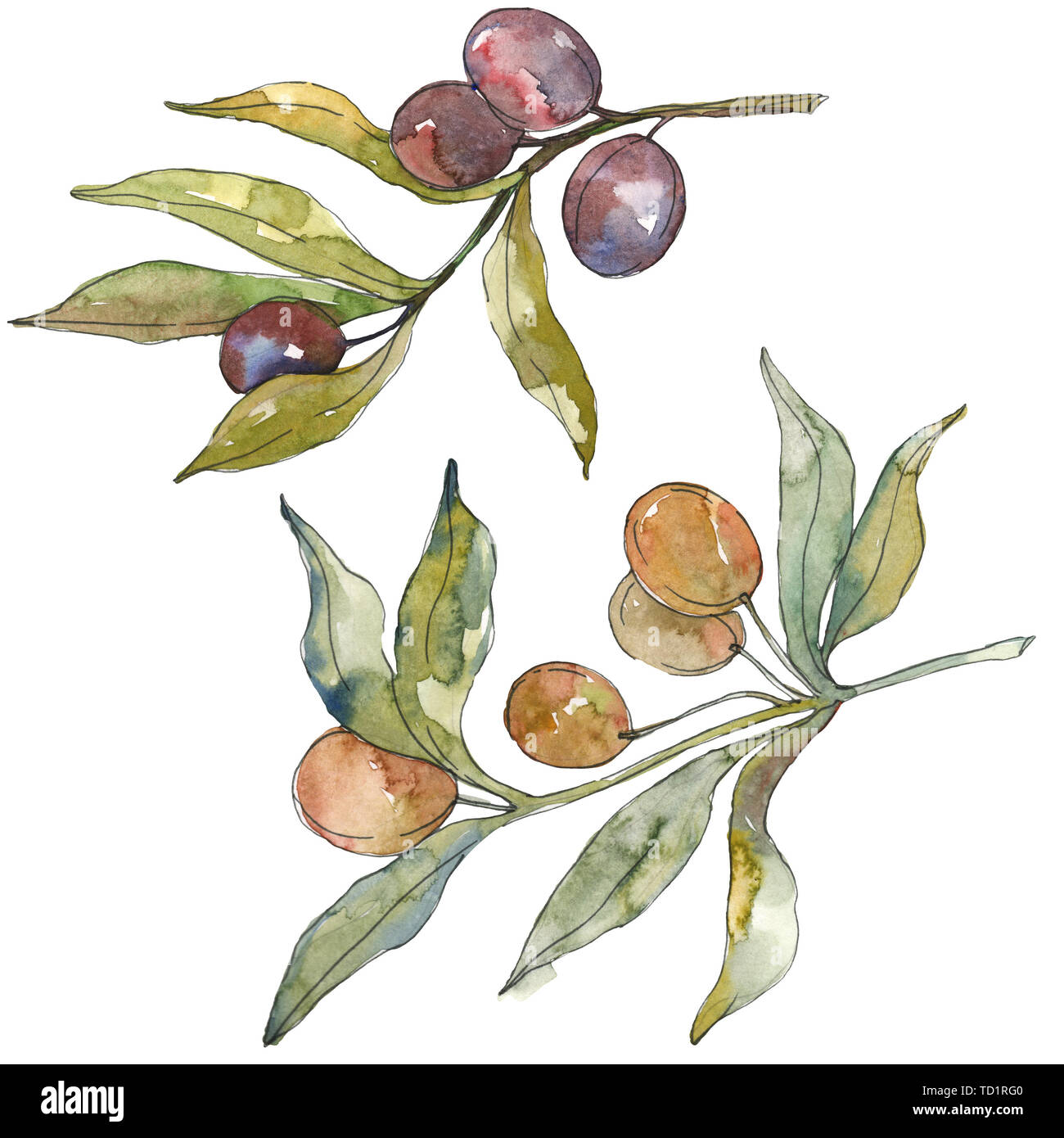 Olive branch with black and green fruit. Watercolor background ...