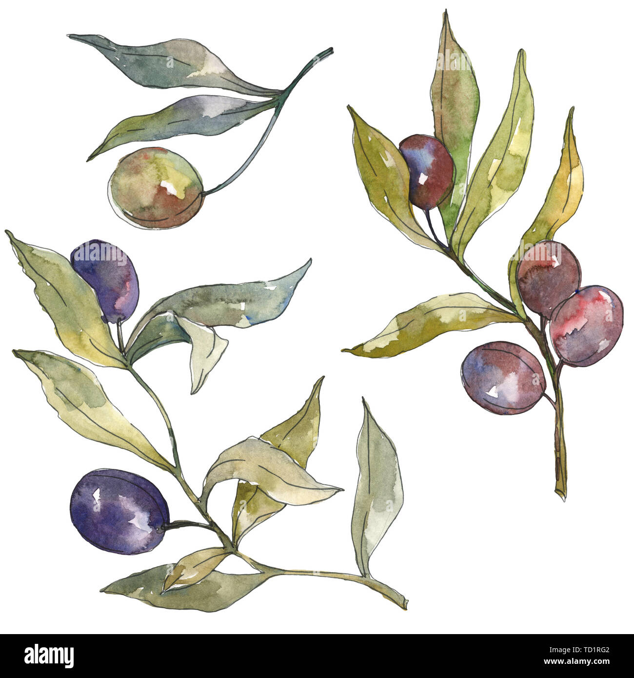 Olive branch with black and green fruit. Watercolor background ...