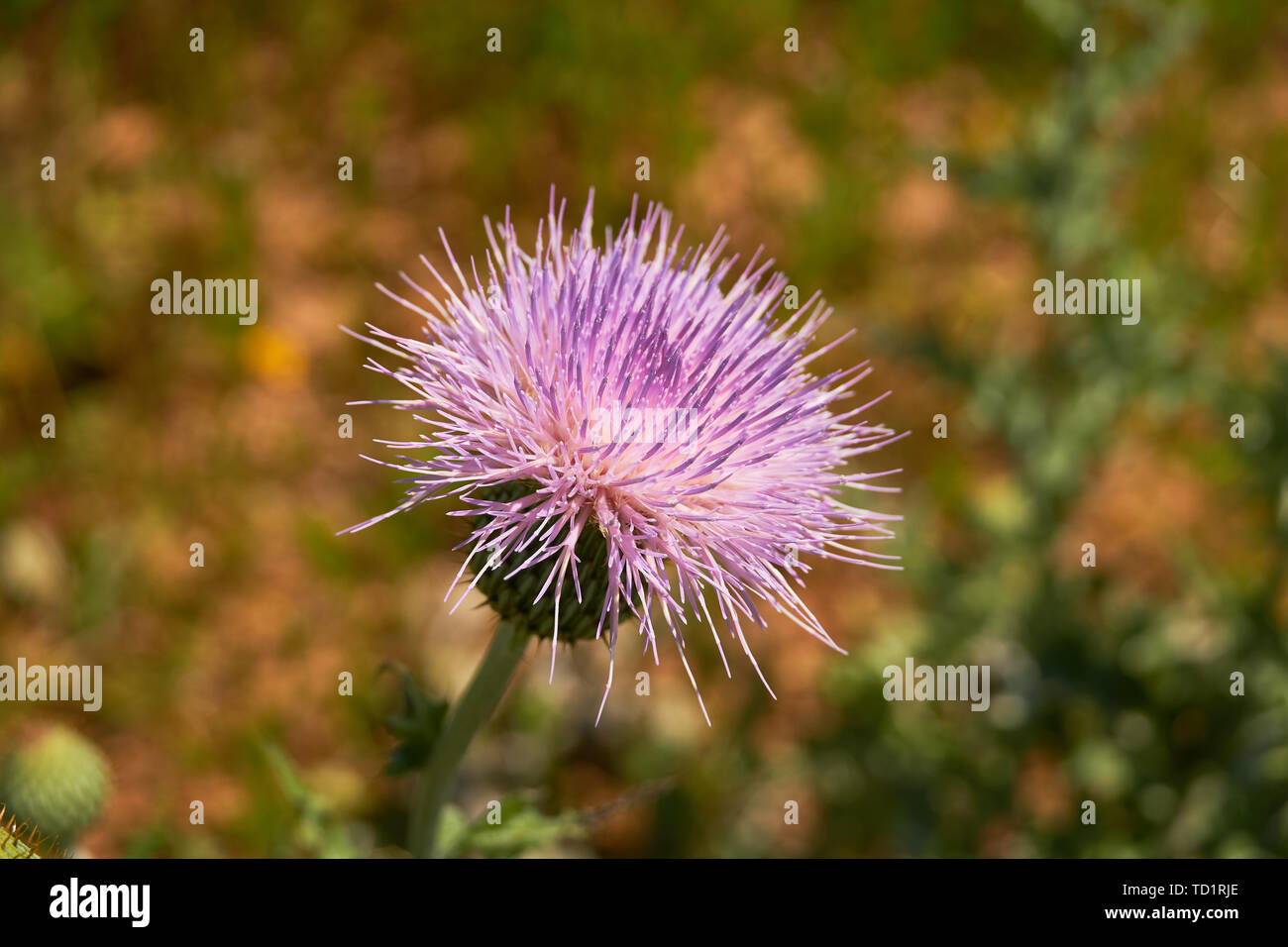 Close up macro of Isolated Beautiful Pink Texas Thistle bloom (Cirsium texanum) Stock Photo