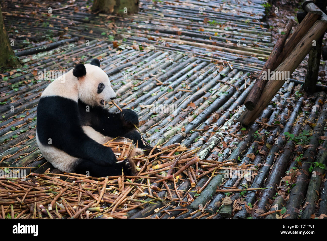 Pandas eat bamboo Stock Photo Alamy