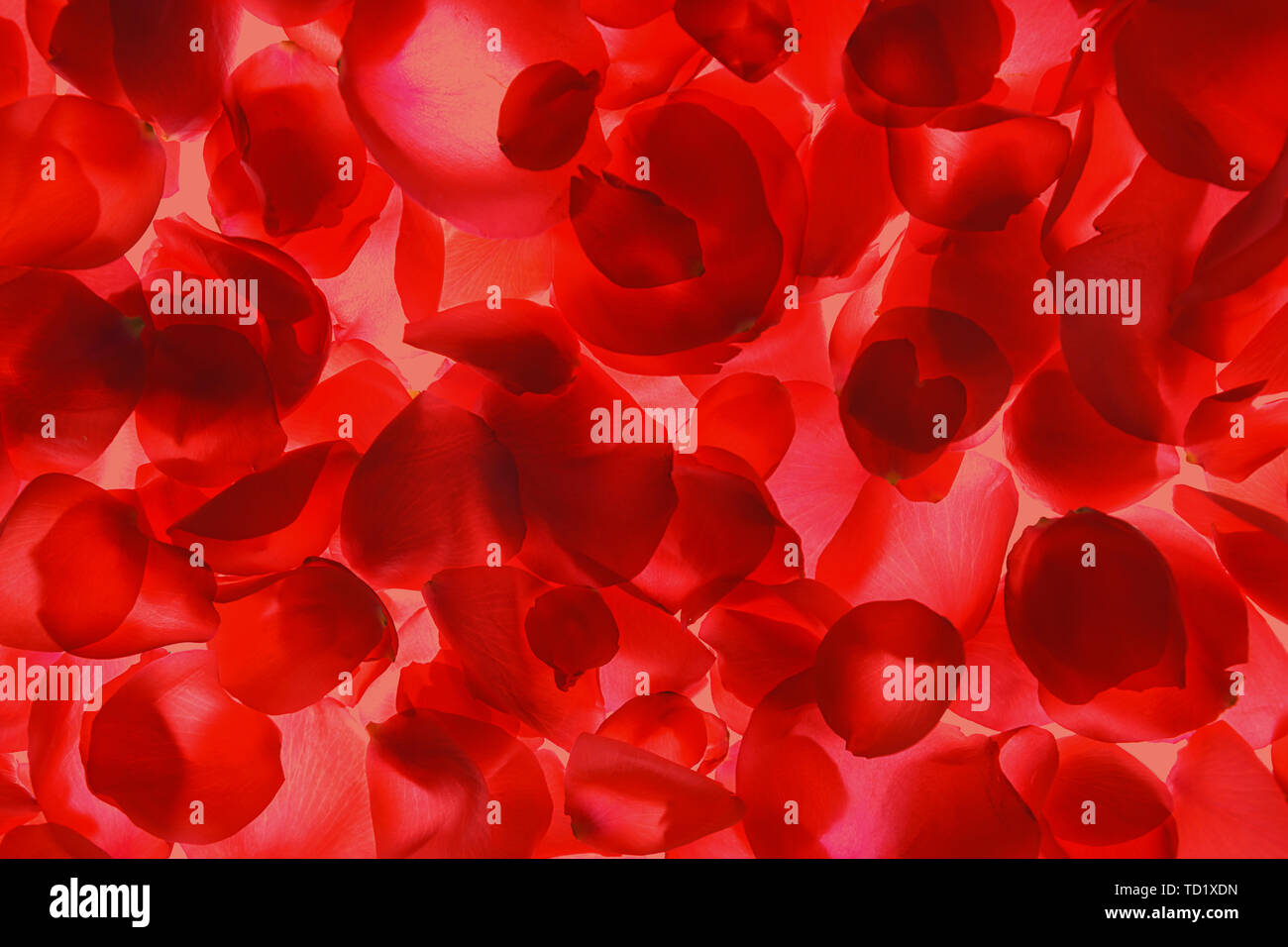 Red rose petals pattern on coral background, isolated. Stock Photo
