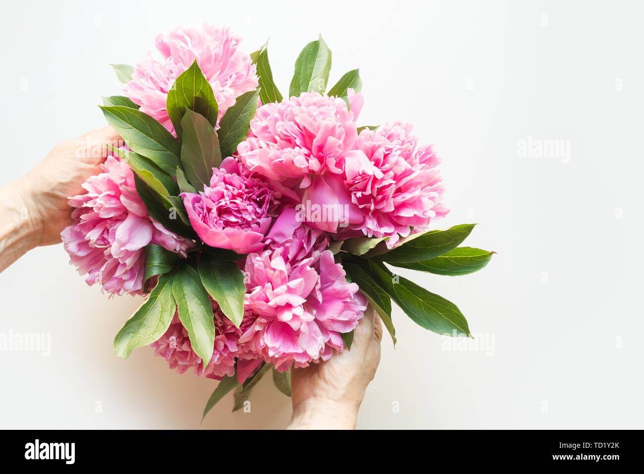 White peony in hand hi res stock photography and images Alamy