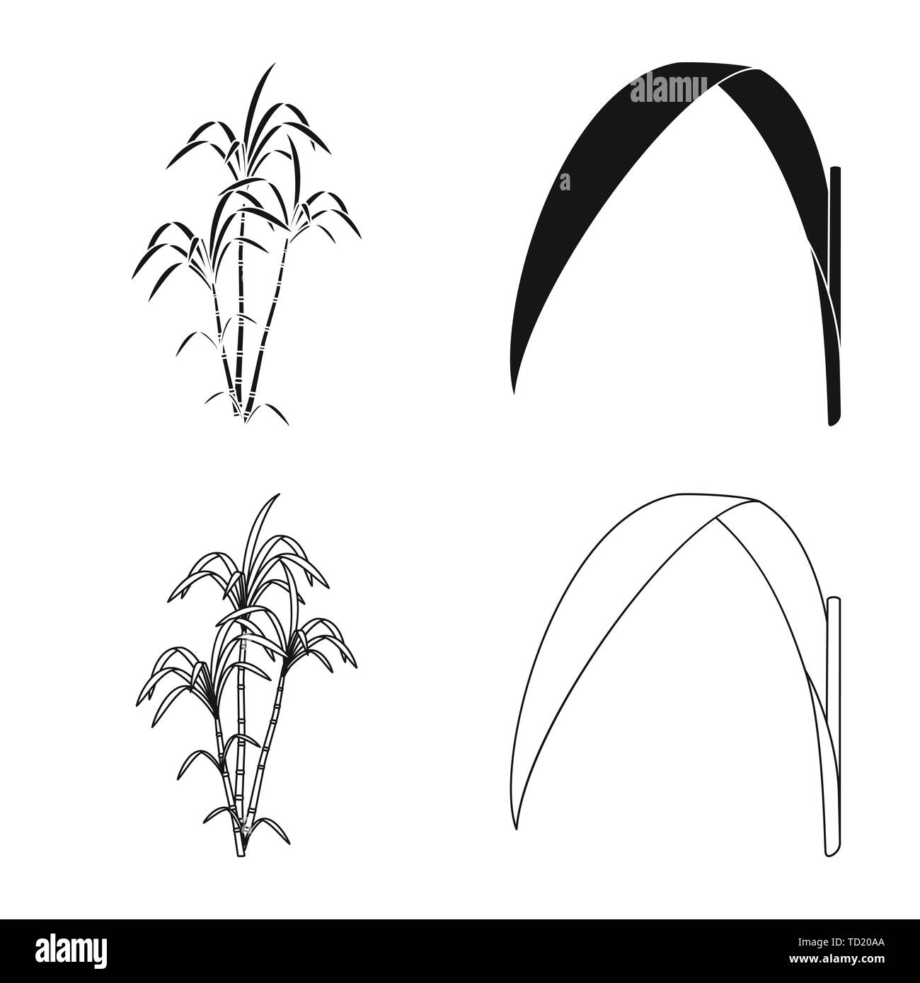 bush,leaf,palm,green,growth,raw,branch,material,juice,stock,natural,pillar,eco,africa,india,photosynthesis,farm,agriculture,sucrose,technology,sugarcane,cane,sugar,field,plant,plantation,set,vector,icon,illustration,isolated,collection,design,element,graphic,sign, Vector Vectors , Stock Vector