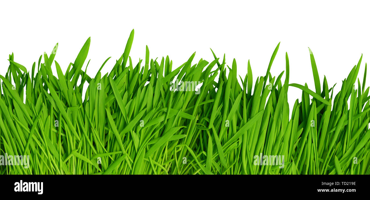 Grass Photos Download The BEST Free Grass Stock Photos  HD Images