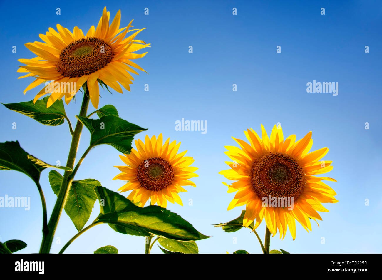 Vivid blue summer sky hi-res stock photography and images - Alamy