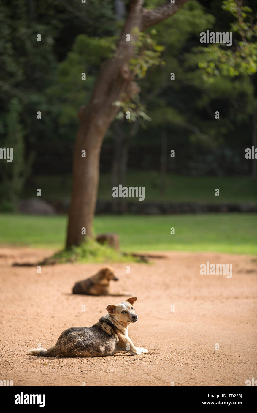 Why Do Dogs Bark At Rocks