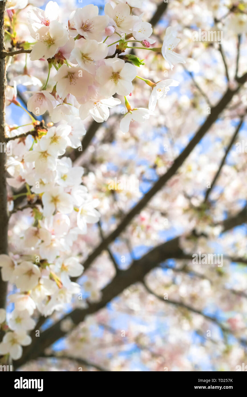 Cherry blossoms and temples hi-res stock photography and images - Alamy