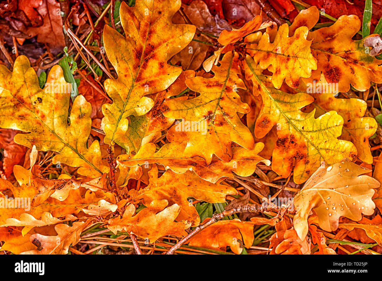 Vibrant yellow leaves hi-res stock photography and images - Alamy