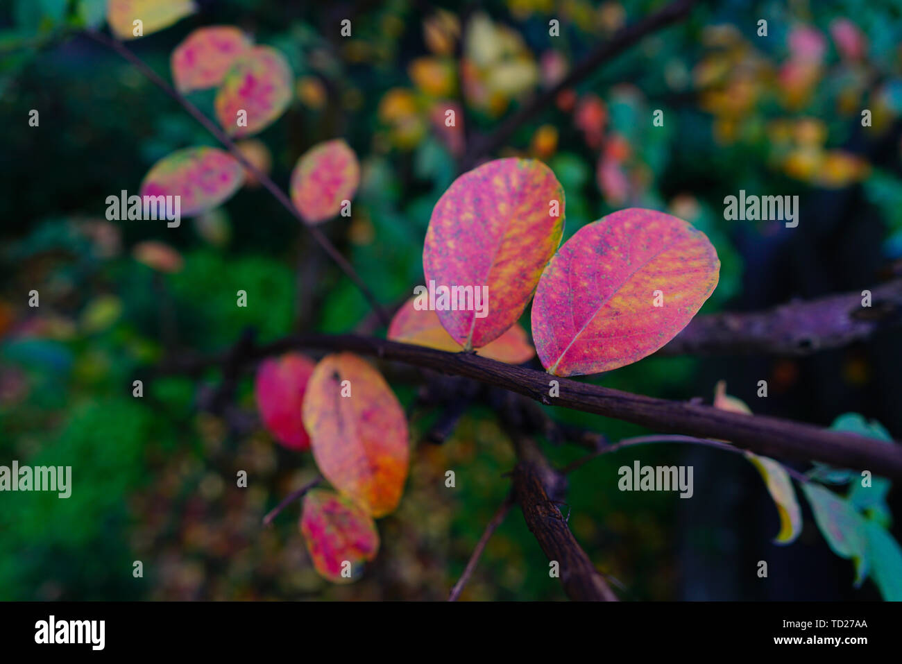 Leaves Nature Trees Trees And Plants Color Garden Branches