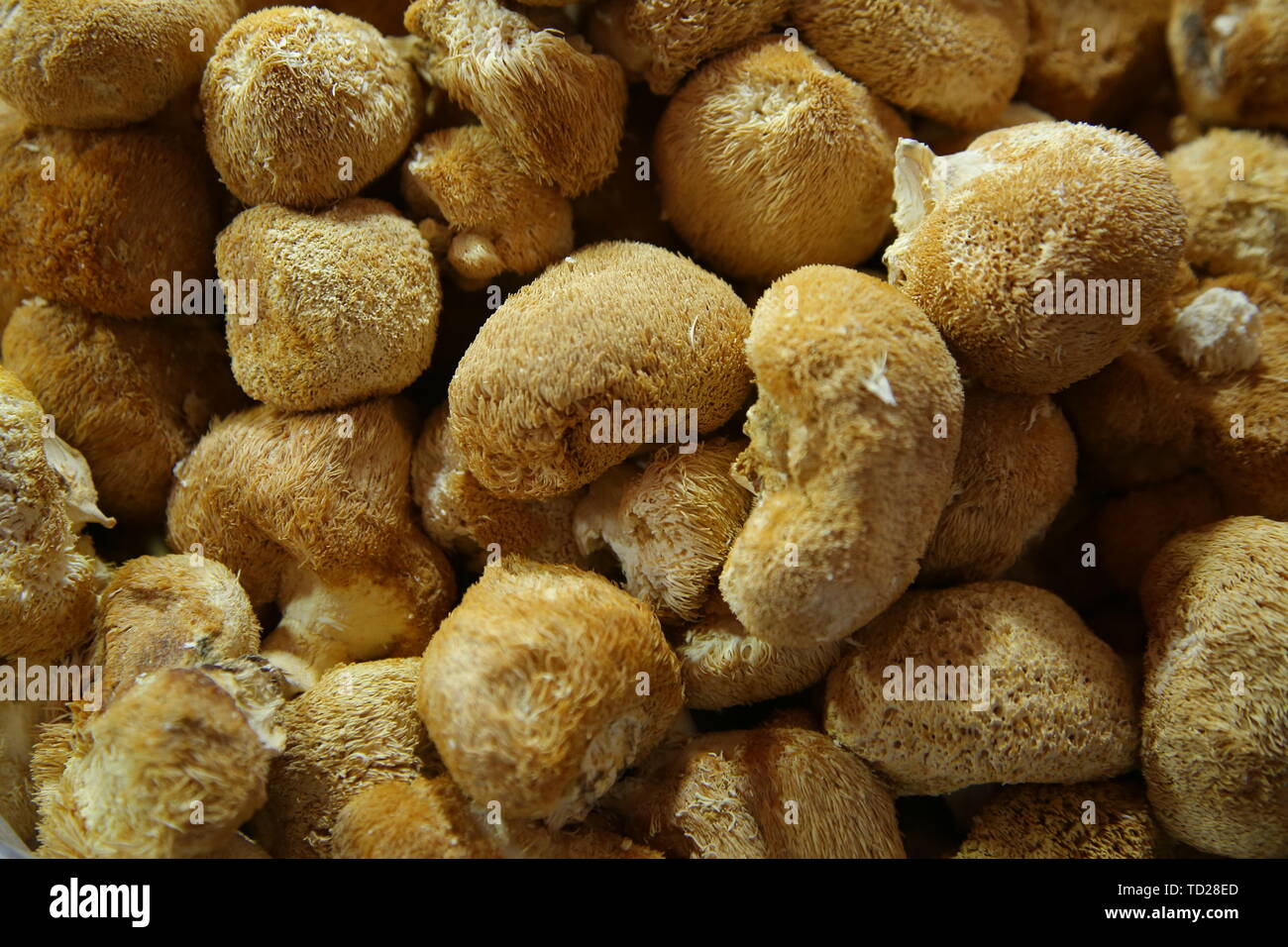 Monkey head mushroom hi-res stock photography and images - Alamy