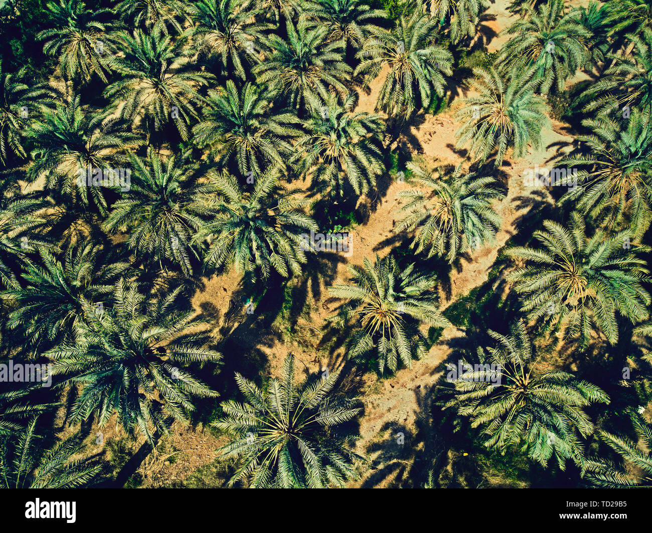 Top view of palm tree in hires stock photography and images Alamy