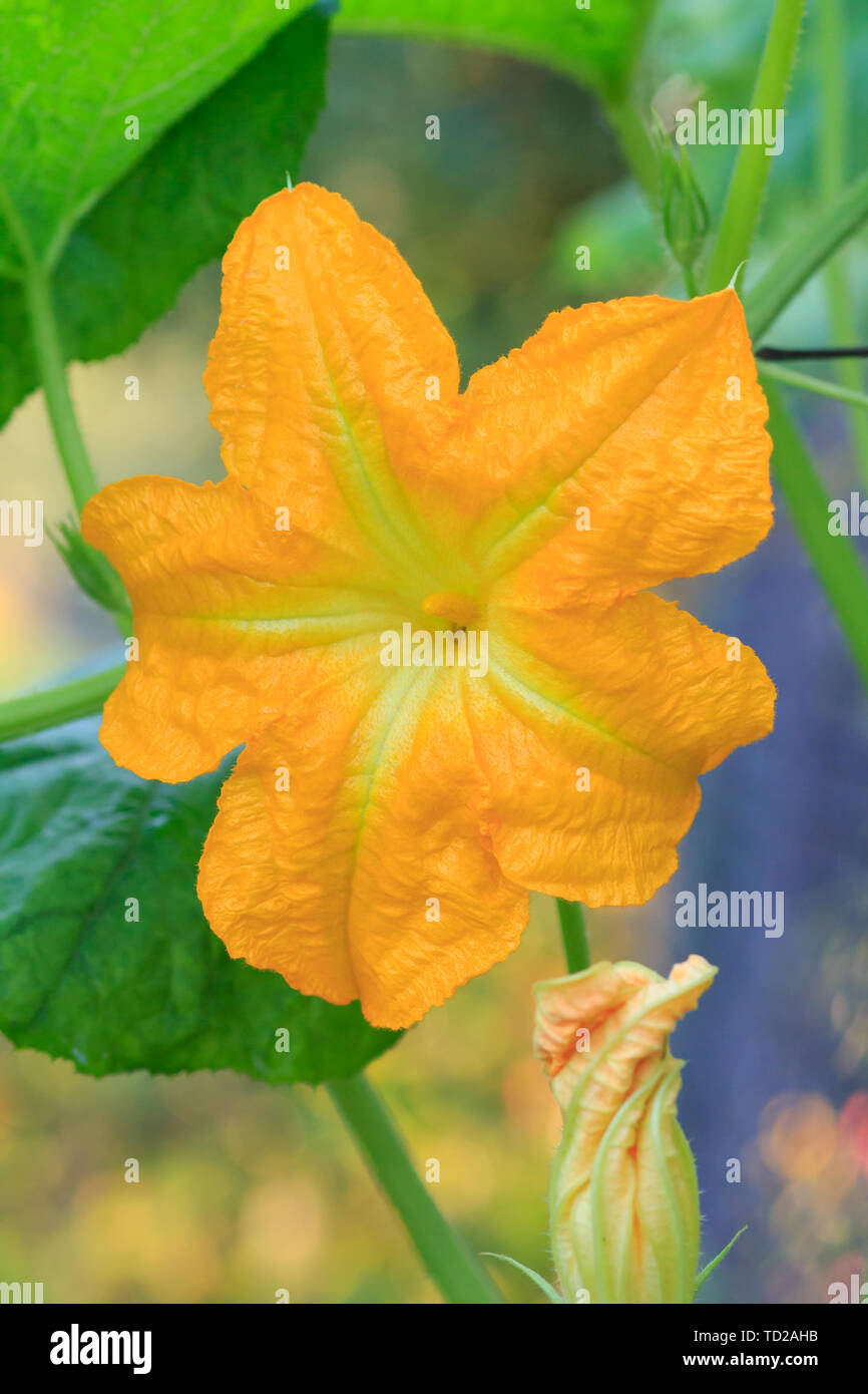 Flower of vegetable marrow growing on bush. Zucchini plant and flower in the garden. Stock Photo