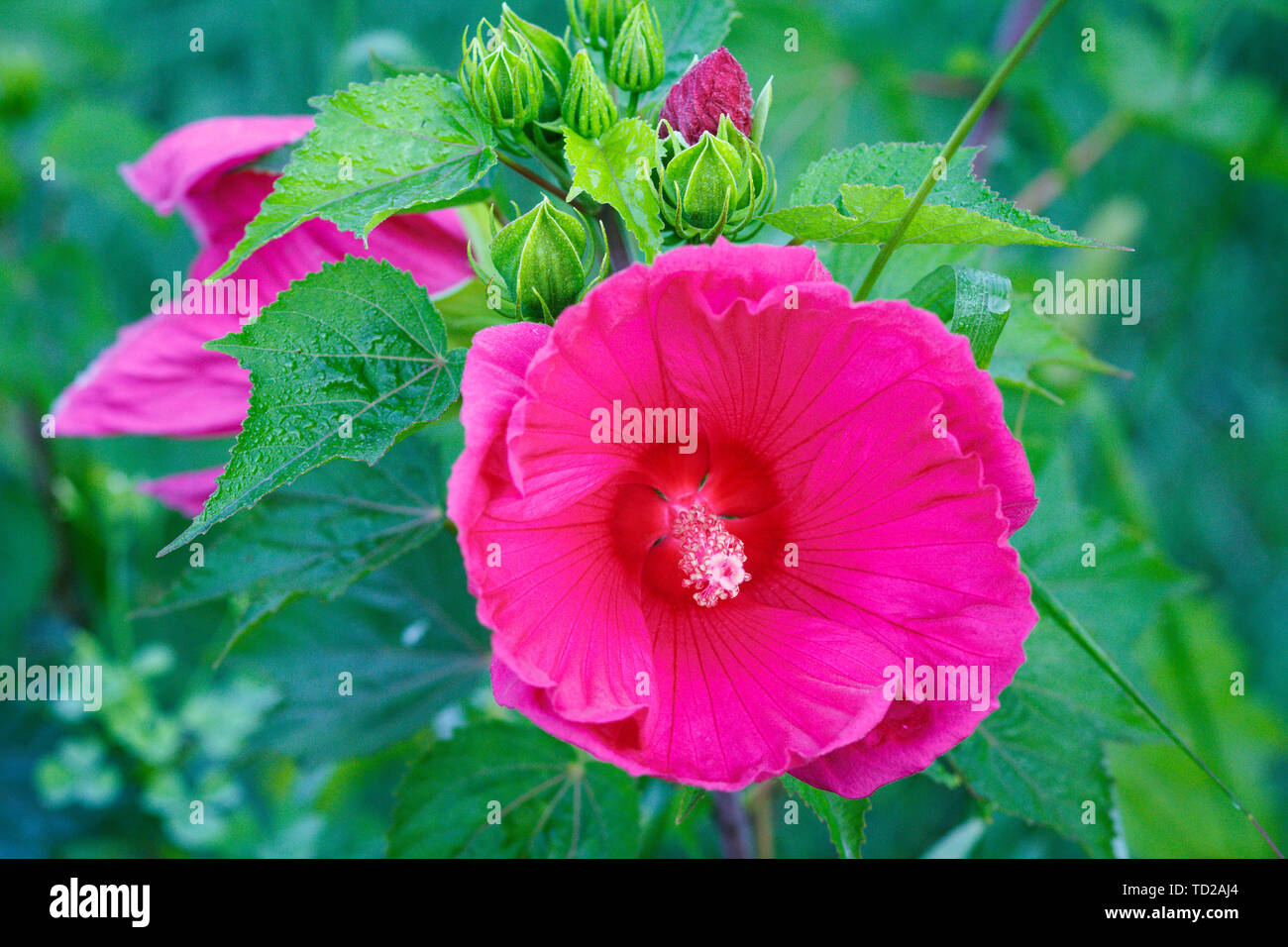 Bright pink hollyhock flower in the garden. Mallow flowers. Shallow depth of field. Selective focus. Stock Photo