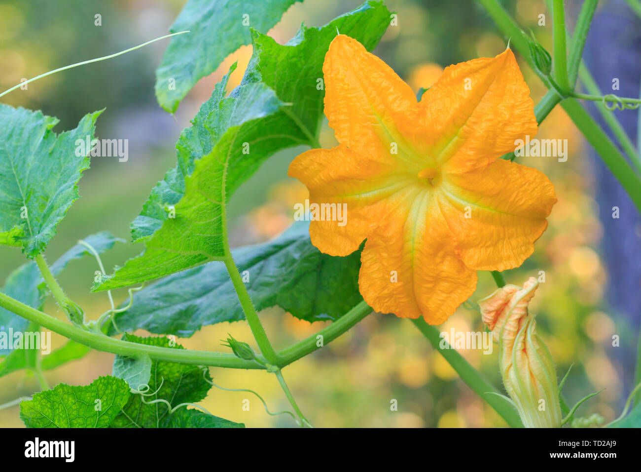 Flower of vegetable marrow growing on bush. Zucchini plant and flower in the garden. Stock Photo