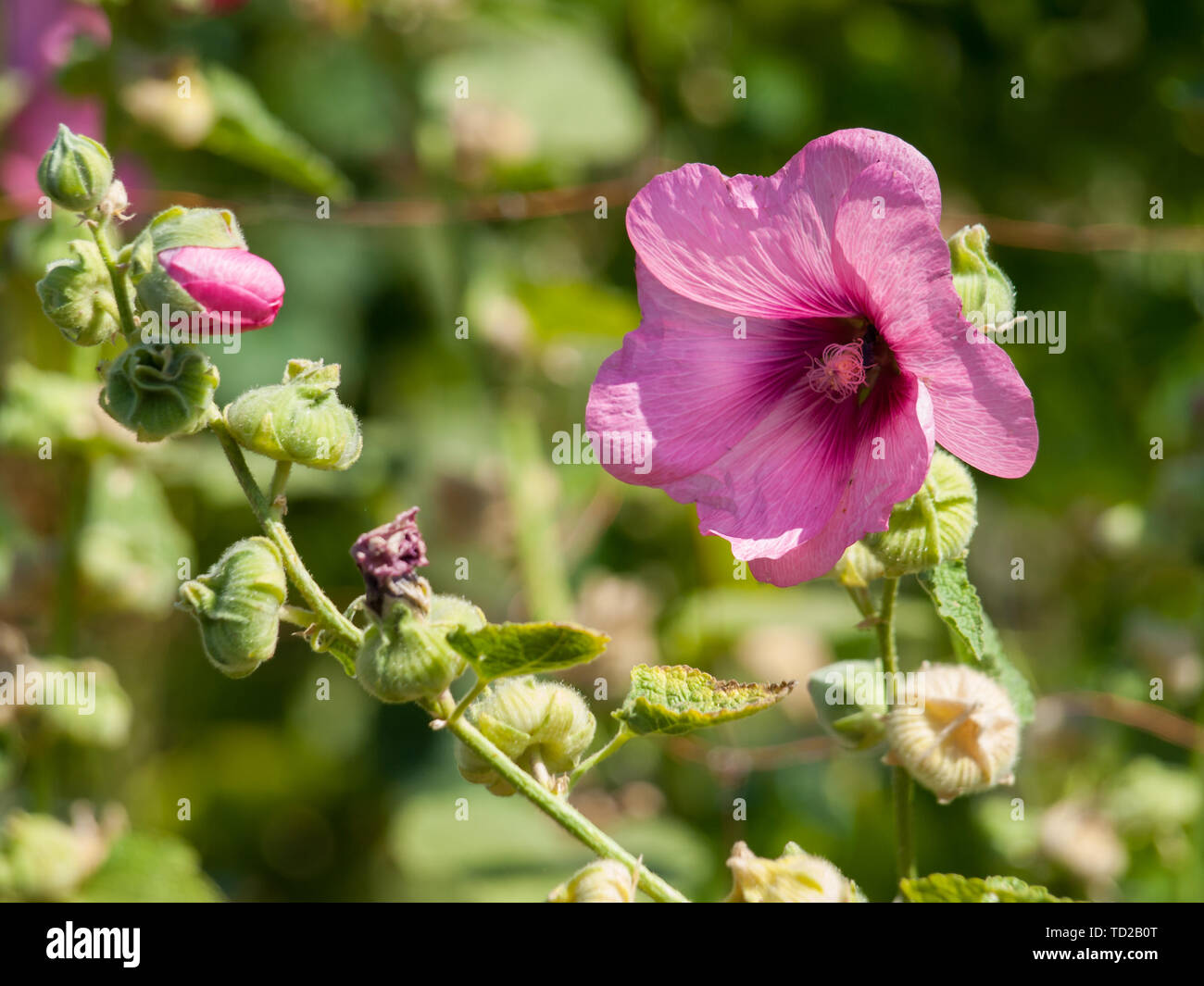 Bright pink hollyhock flower in the sunny summer garden. Mallow flowers. Shallow depth of field. Selective focus. Stock Photo