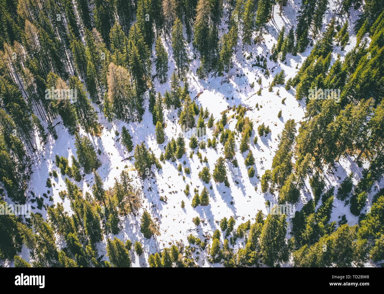 Aerial shot of a beautiful snowy forest with green tall trees in the ...