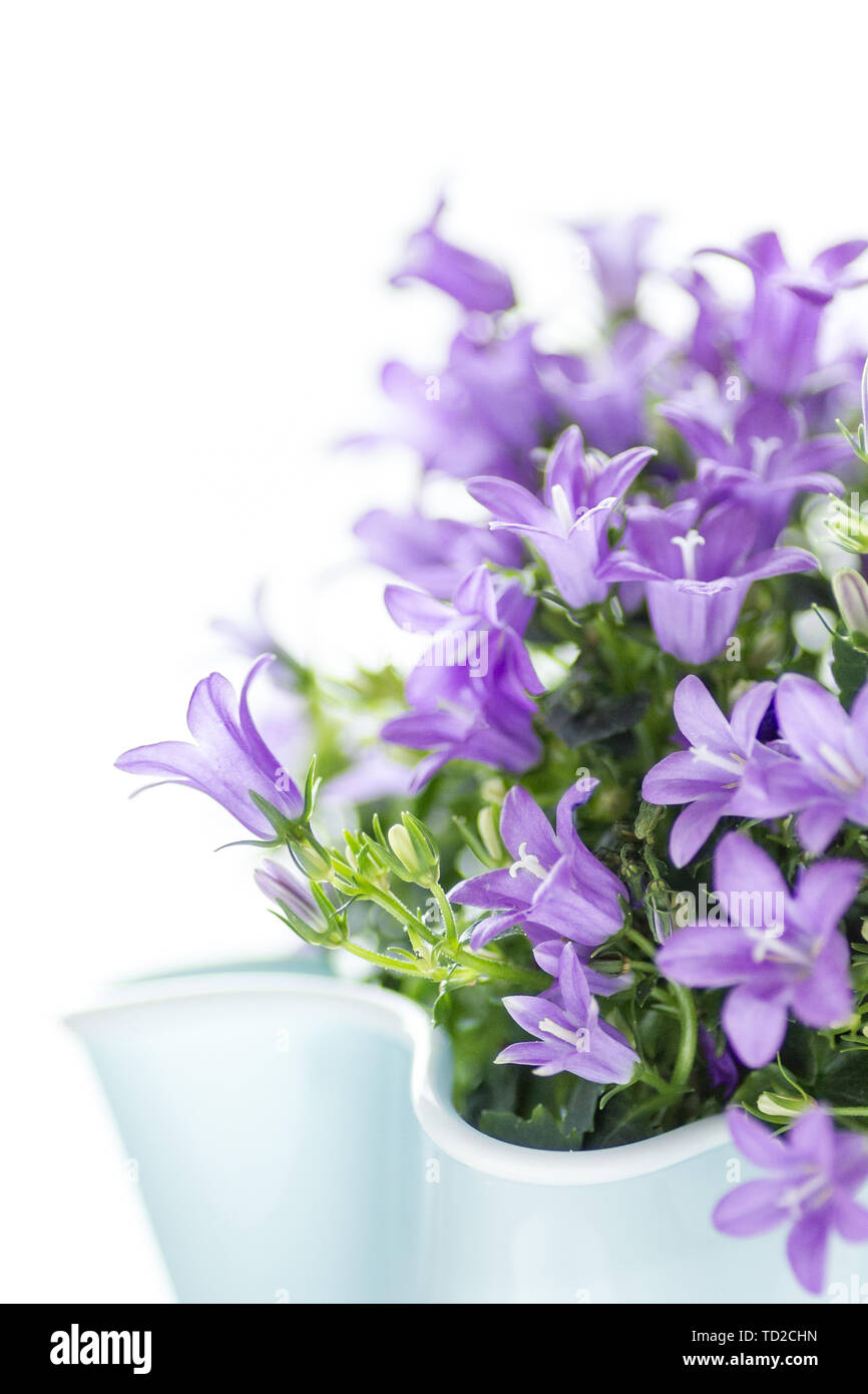 Dalmatian bellflower isolated on white background. Gardening and flower concept. Stock Photo