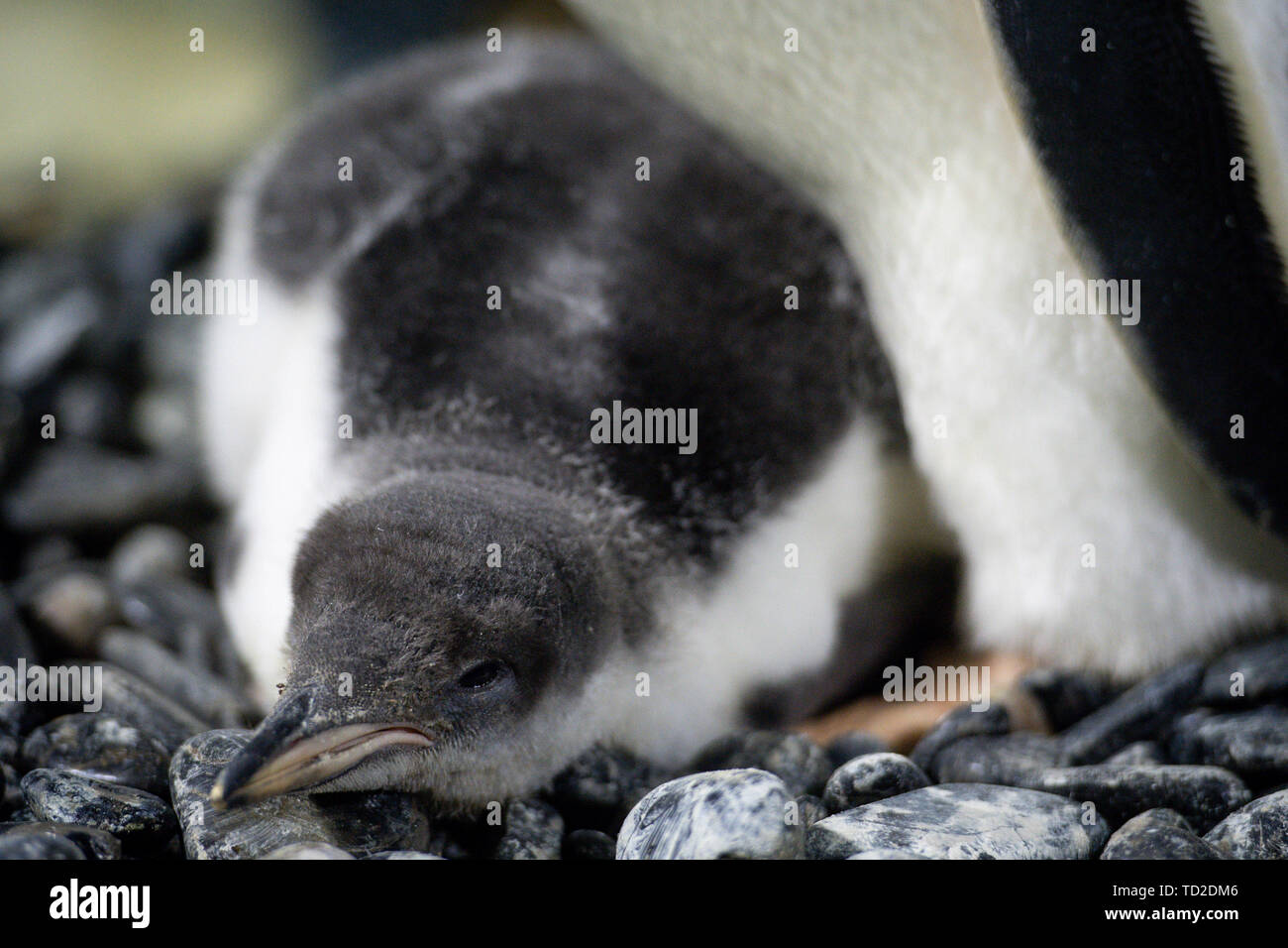 A rare baby gentoo penguin which was born at the National Sea Life Centre in Birmingham. The chick, whose parents traveled thousands of miles by airplane to conceive as part of Sea Life's breeding programme, has been named 'Flash' after it hatched so quickly. Stock Photo