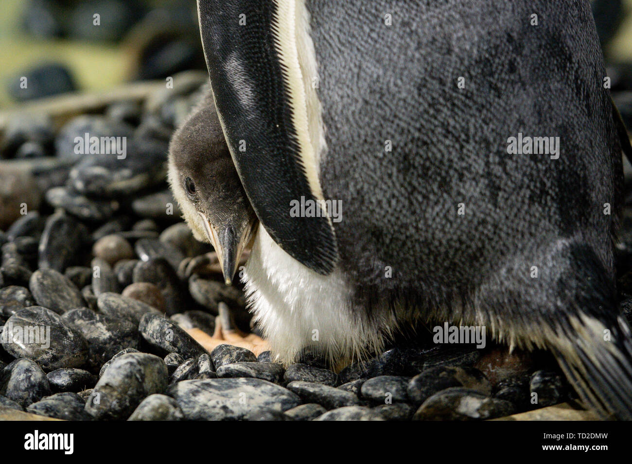 A rare baby gentoo penguin which was born at the National Sea Life Centre in Birmingham. The chick, whose parents traveled thousands of miles by airplane to conceive as part of Sea Life's breeding programme, has been named 'Flash' after it hatched so quickly. Stock Photo