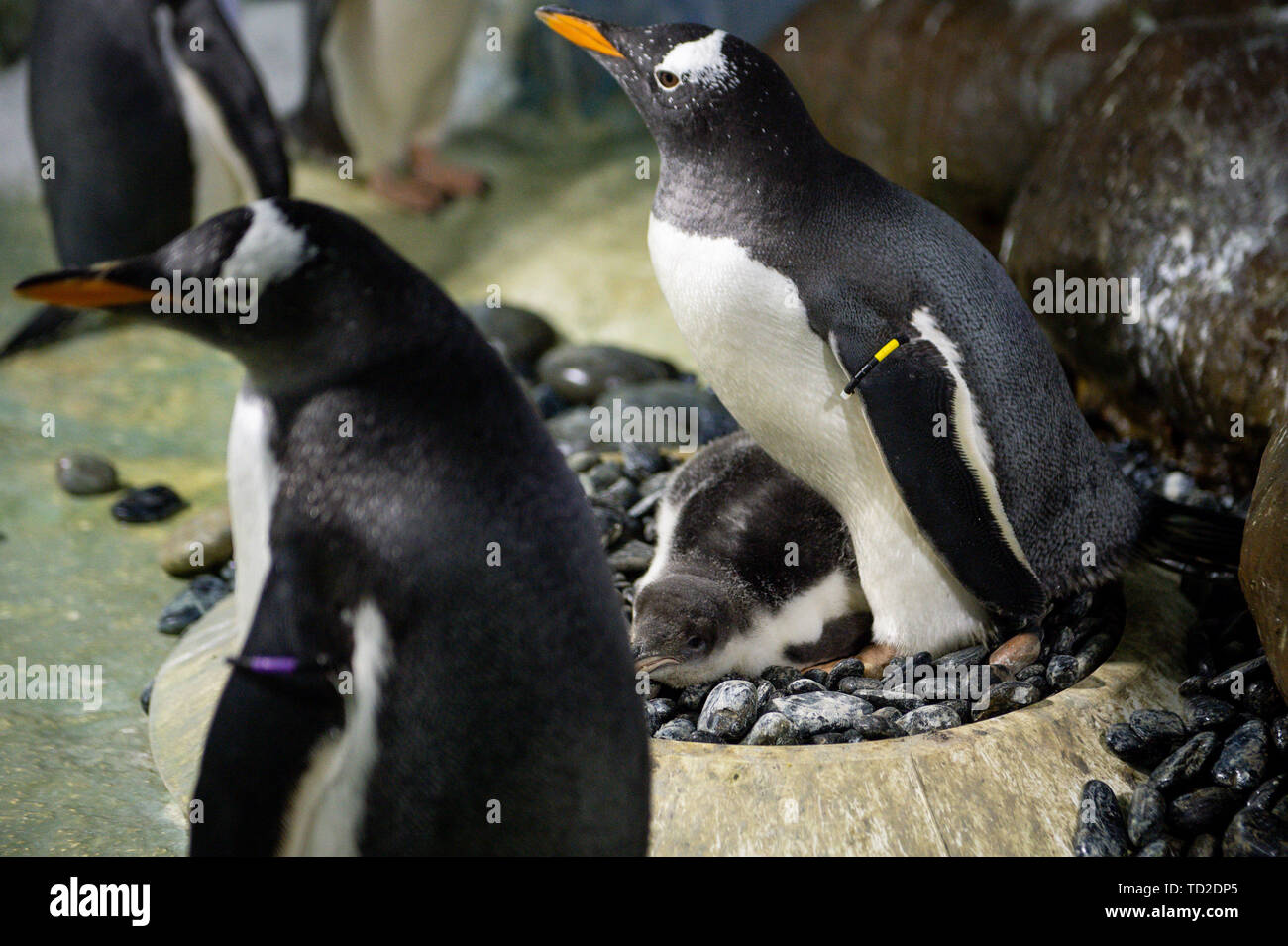 A rare baby Gentoo penguin which was born at the National Sea Life Centre in Birmingham. The chick, whose parents traveled thousands of miles by airplane to conceive as part of Sea Life's breeding programme, has been named 'Flash' after it hatched so quickly. Stock Photo