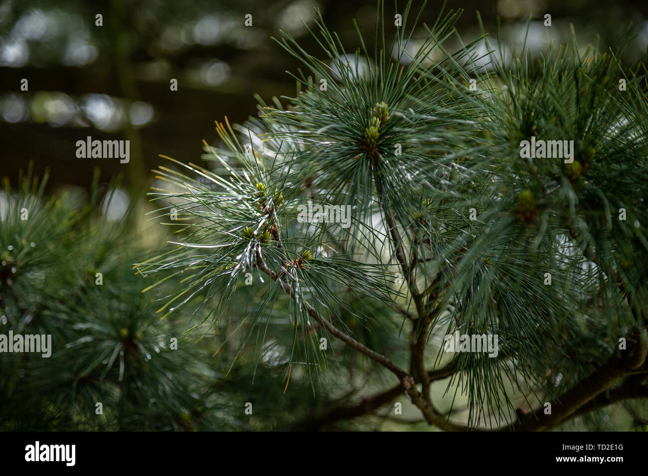 Close up of pine needles on a tree in Kew Gardens, London. Stock Photo