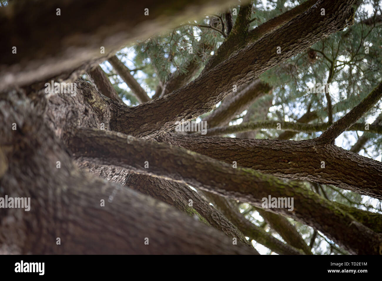 Looking upwards through the branches of a pine tree in Kew Gardens, London. Stock Photo