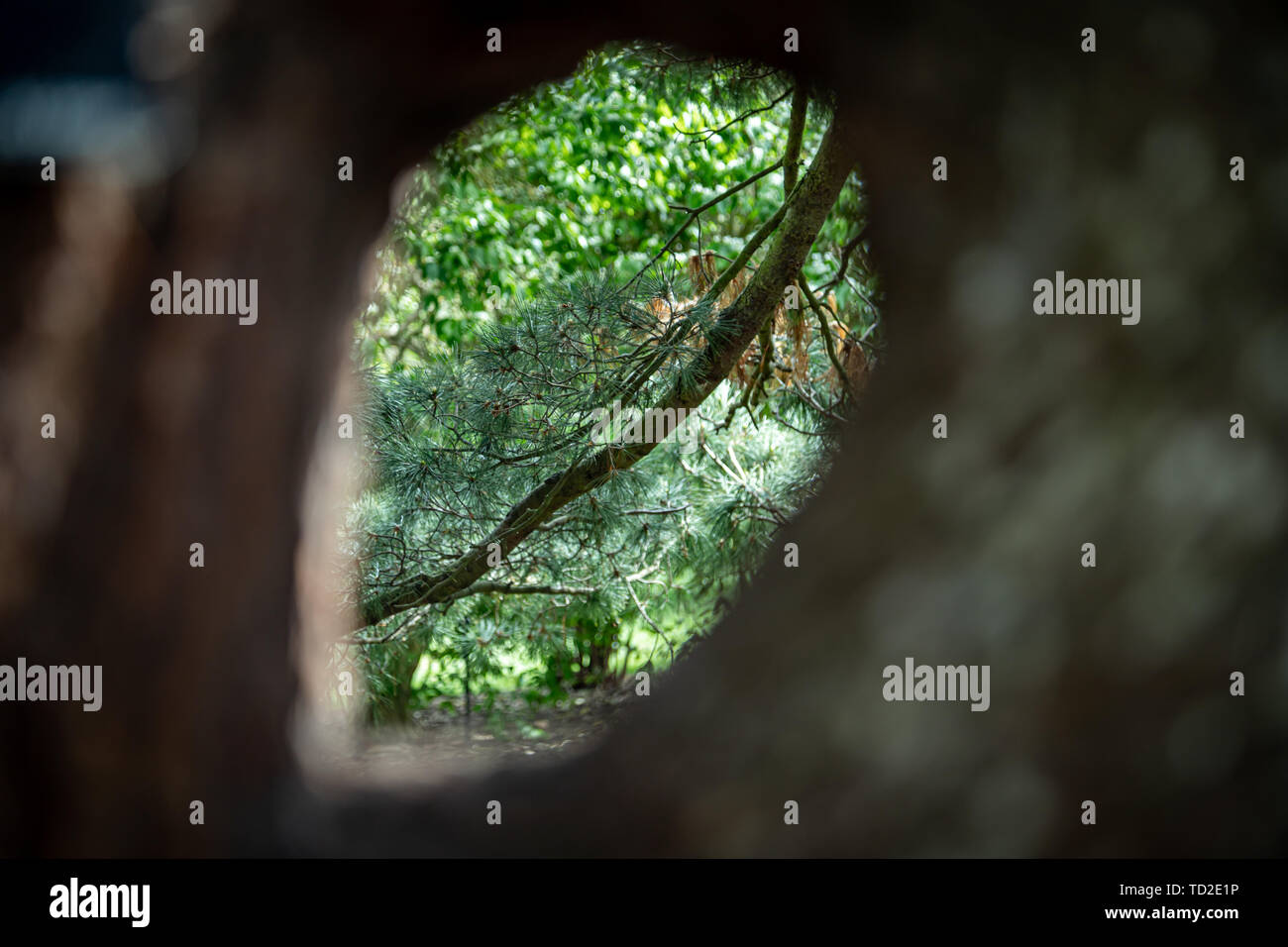 Looking through a hole in a pine tree to see the dark green of pine needles on branches in Kew Gardens, London. Stock Photo