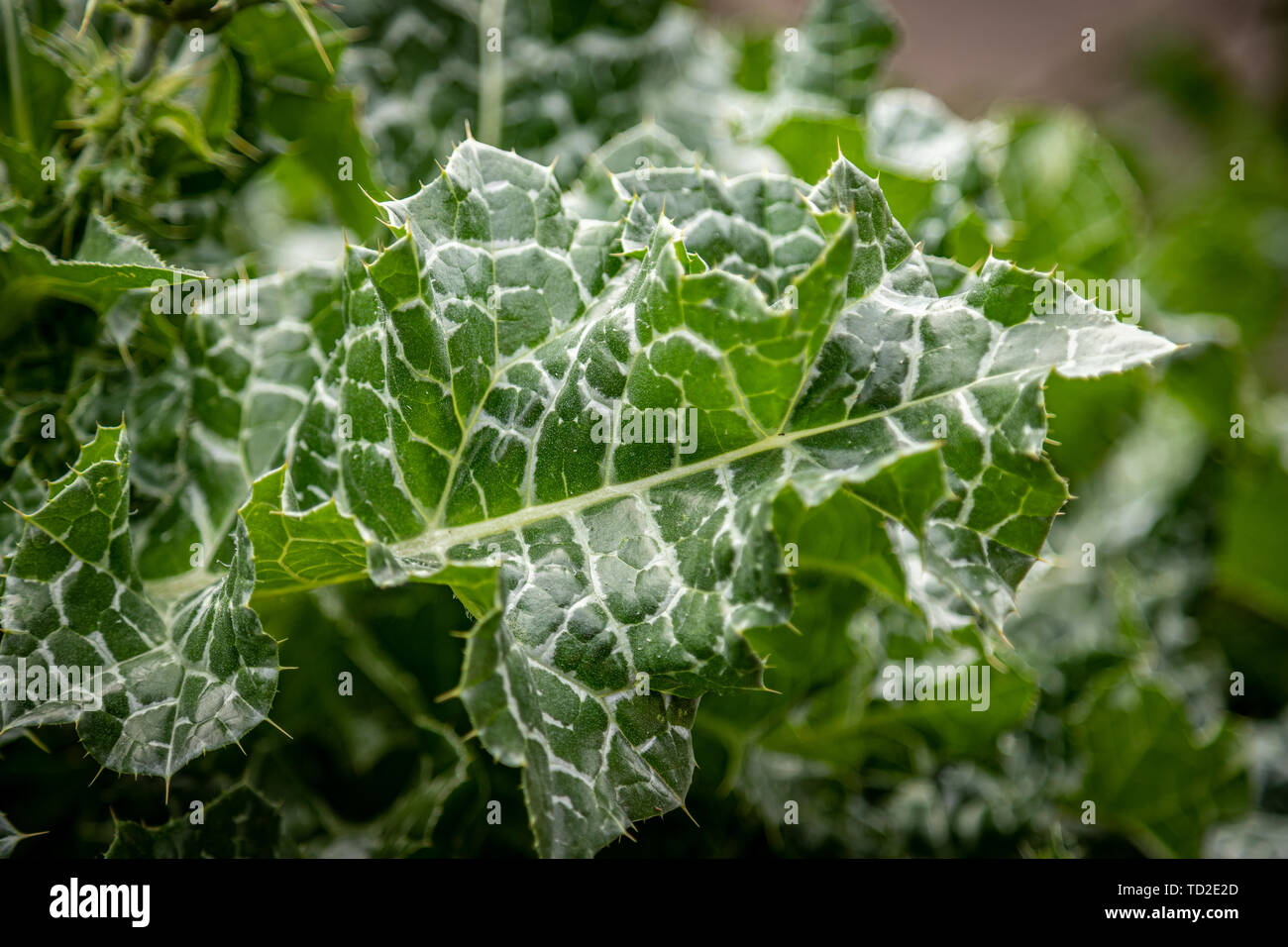 Close up of green and white spiky leaves of a thistle growing in Kew Gardens, London. Stock Photo