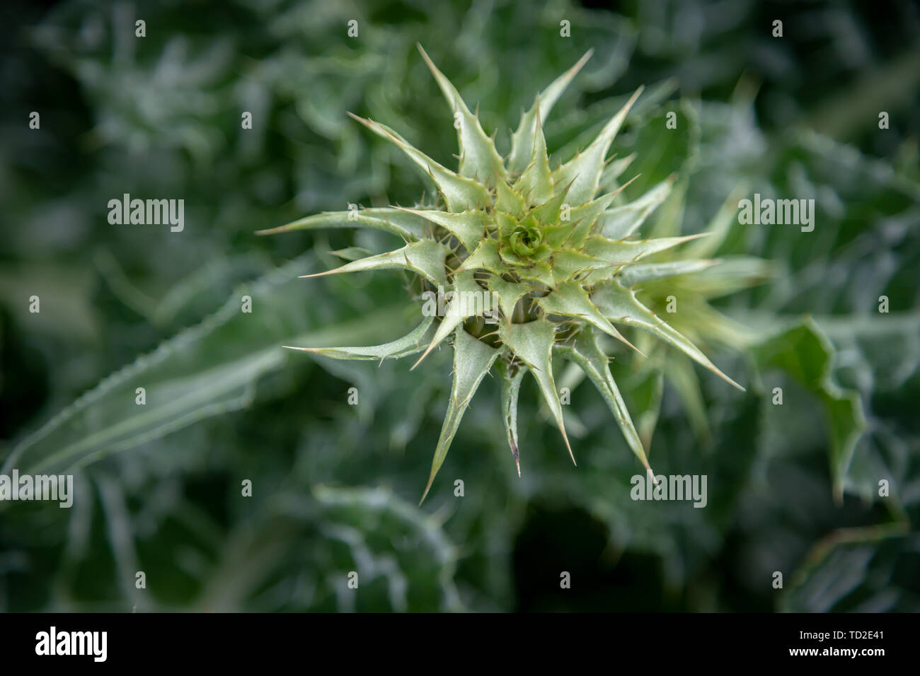 Close up of green and white spiky leaves and still green flowers of a thistle growing in Kew Gardens, London. Stock Photo