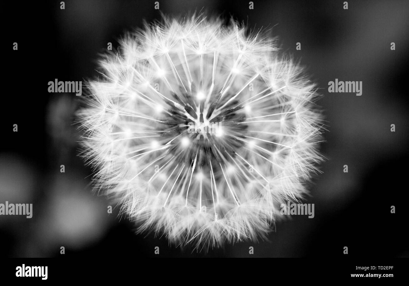 Black-white, macro, close-up photography of dandelion clock. Stock Photo