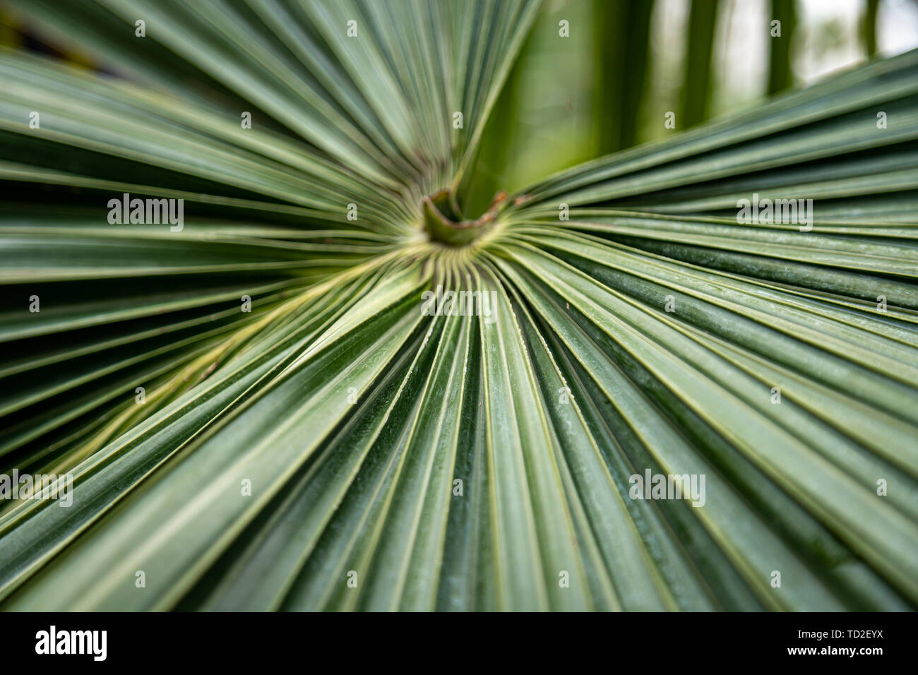Palm fronds in the Temerate House in Kew Gardens, London. Stock Photo