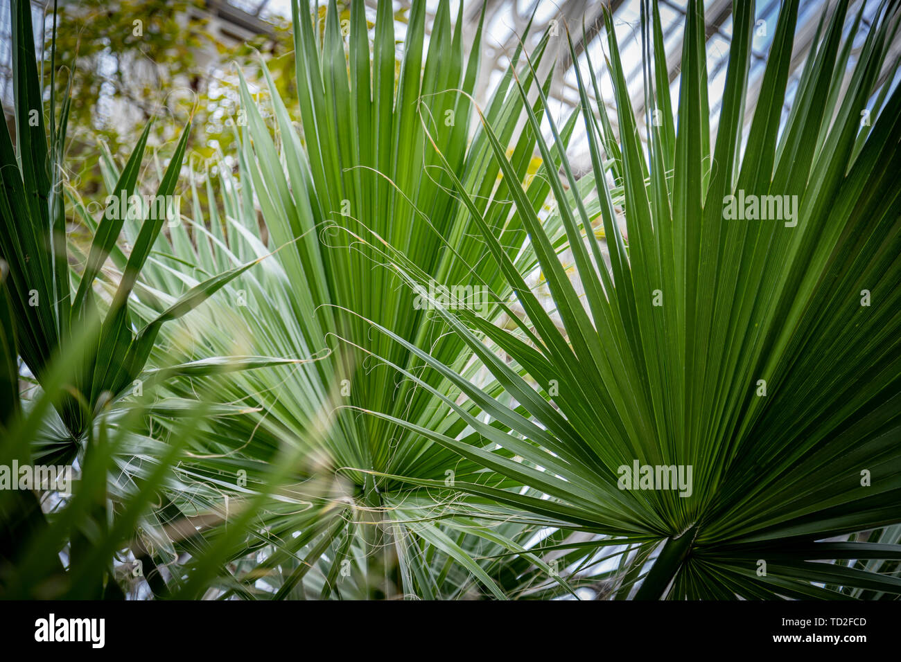 Close up of green Mexican fan palm leaves growing in Kew Gardens, London. Stock Photo
