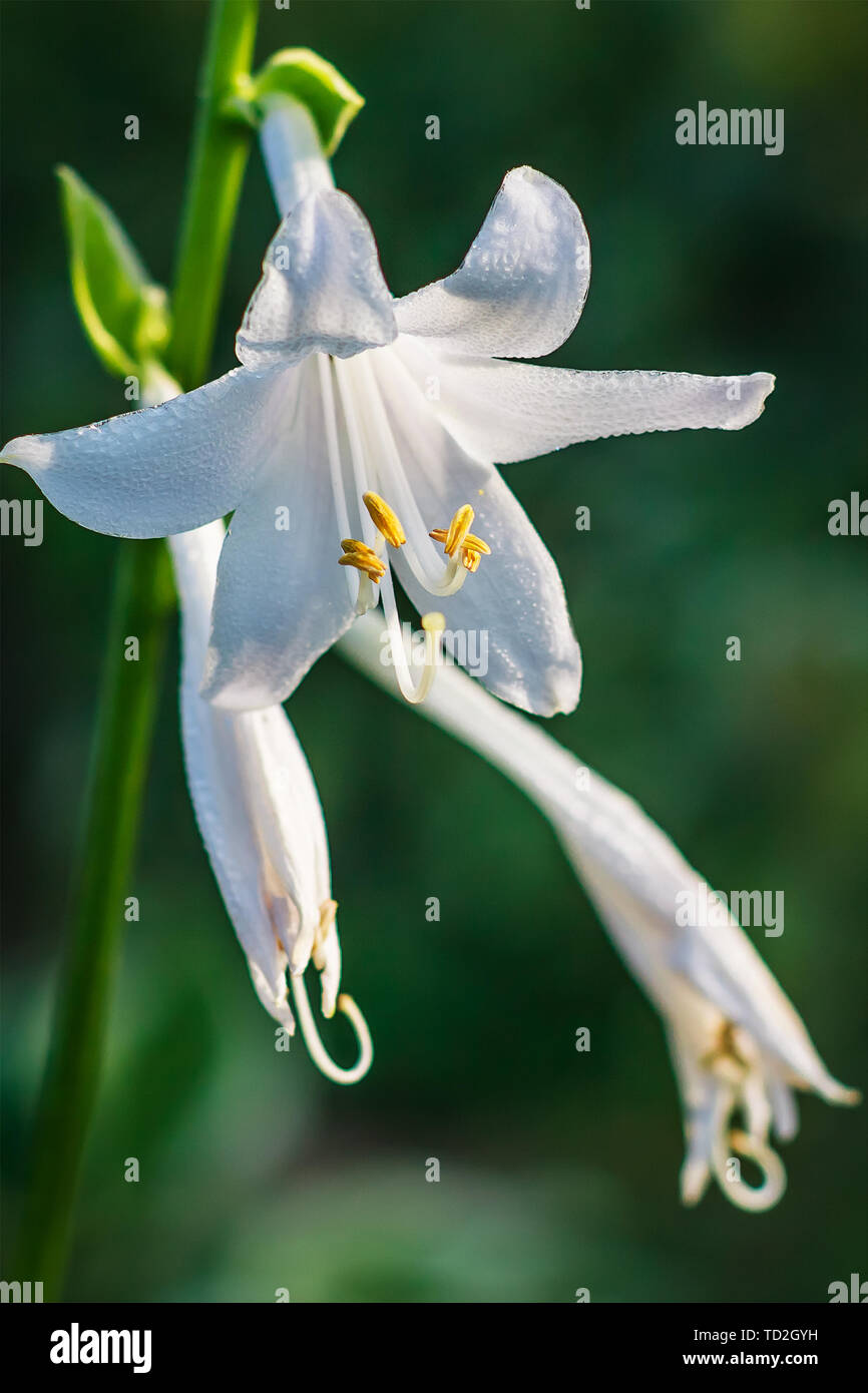 White jade hairpin hi-res stock photography and images - Alamy display picture 3
