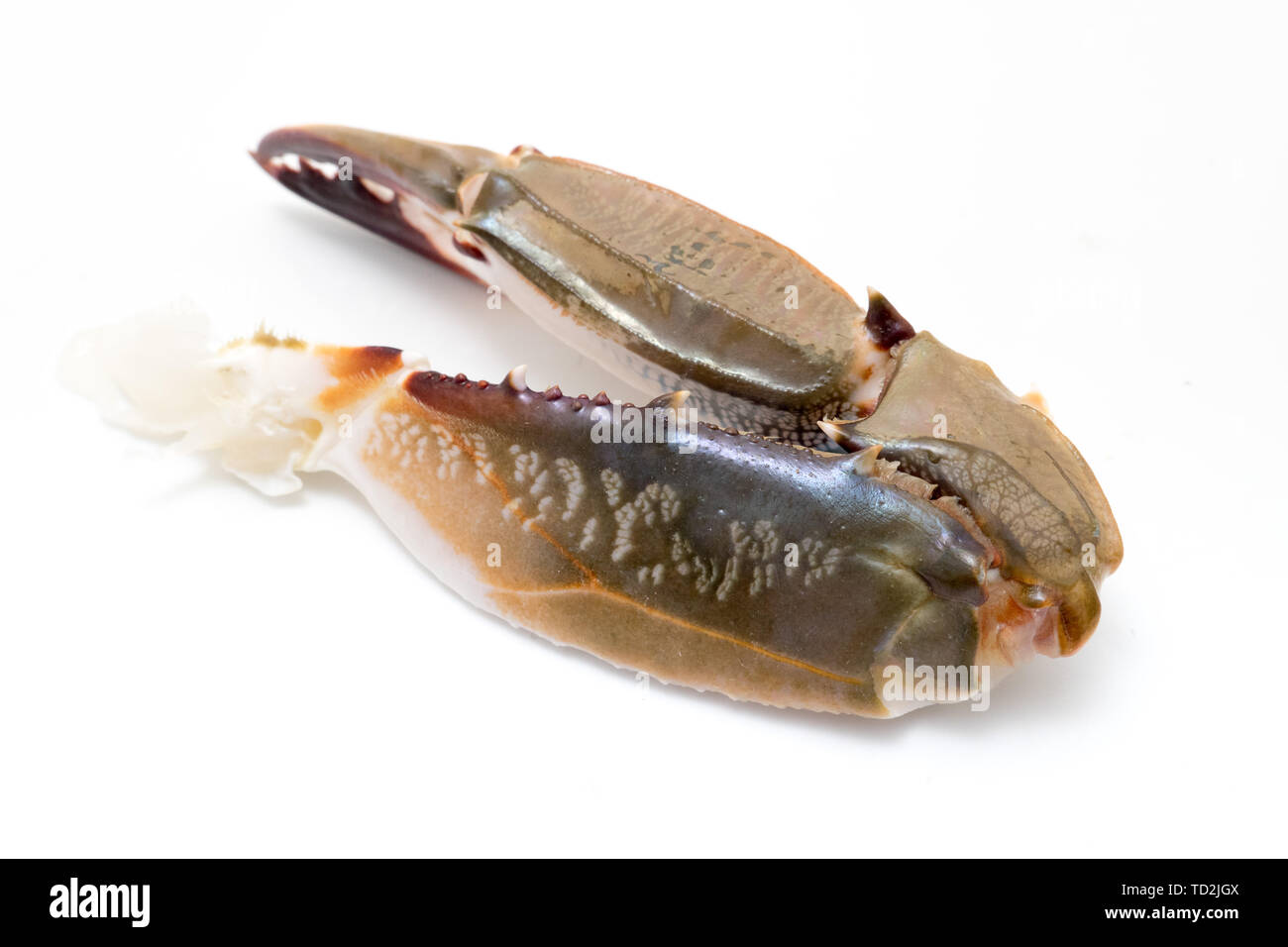 Crab. Stock Photo