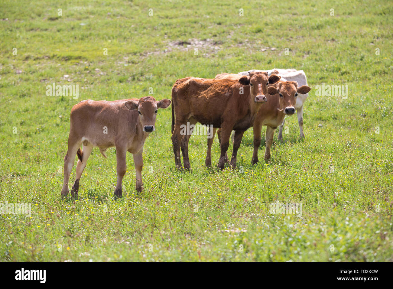 Breeding and Rearing of Cattle - Milk and Beef Production