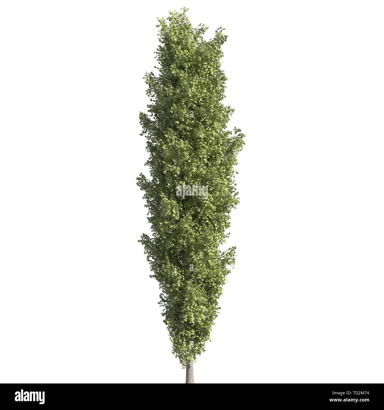 Tree 3d illustration isolated on the white background Stock Photo - Alamy