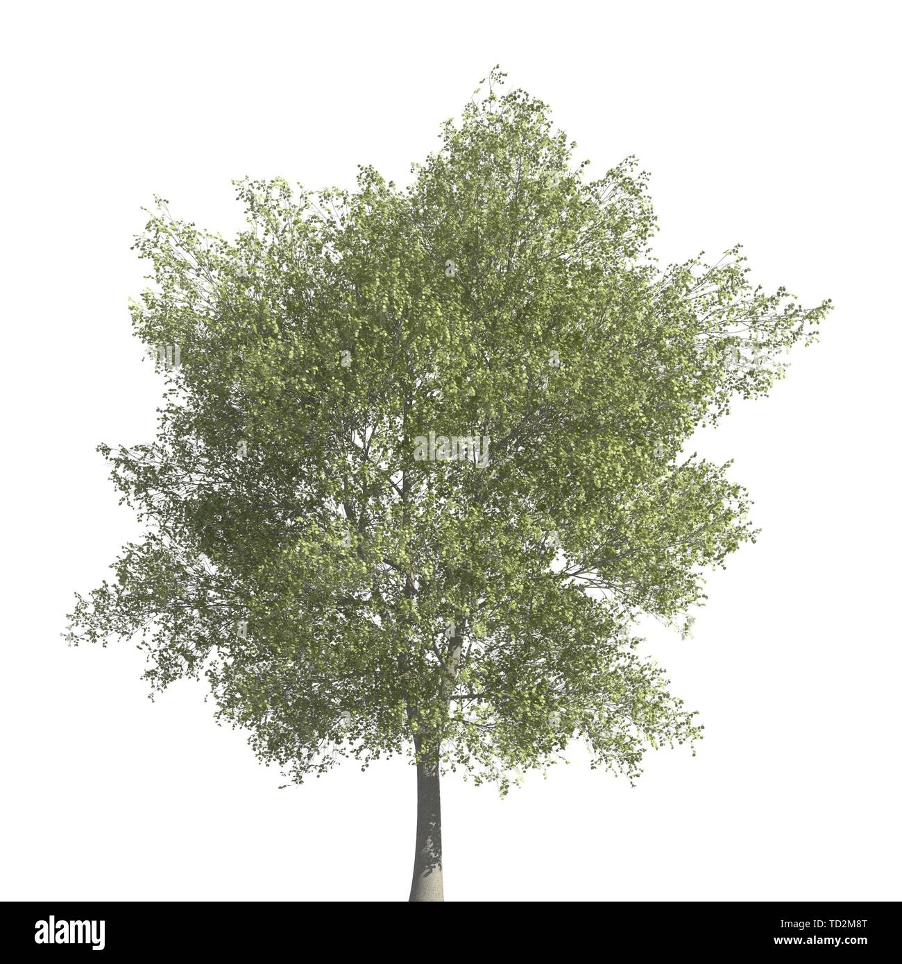 Tree 3d illustration isolated on the white background Stock Photo - Alamy