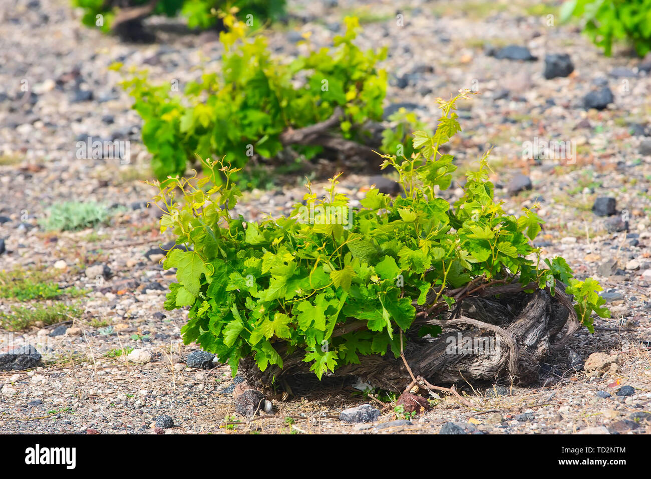 Vines spiral type of grapevine cultivated traditionally in Santorini island, Greece shaped in a loyaled basket Stock Photo