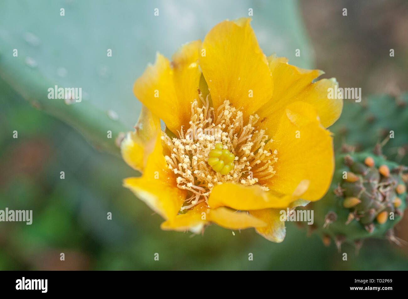 Yellow flower of an Opuntia cactus , commonly called prickly pear, is a genus in the cactus family, Cactaceae photographed in a Cactus and succulent g Stock Photo
